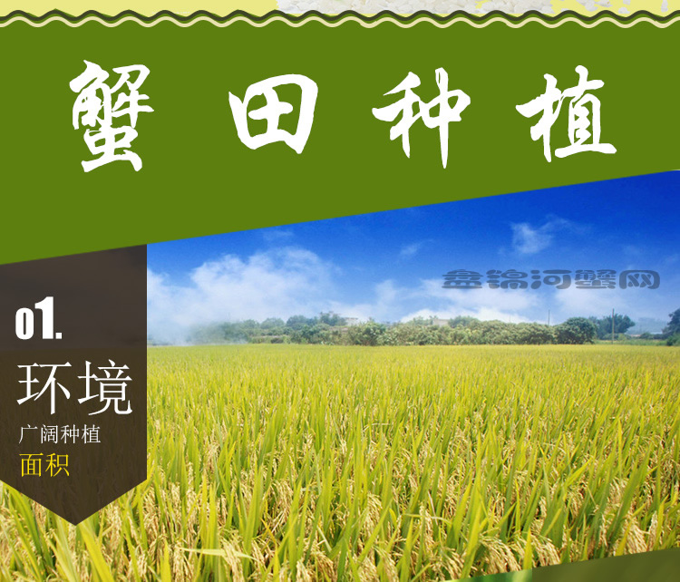 蟹田大米(圖4)