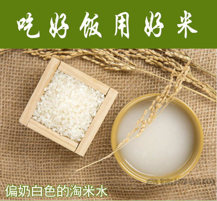 蟹田大米(圖8)